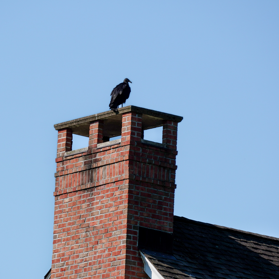 Preventing animals from getting in chimneys in Foxborough, MA