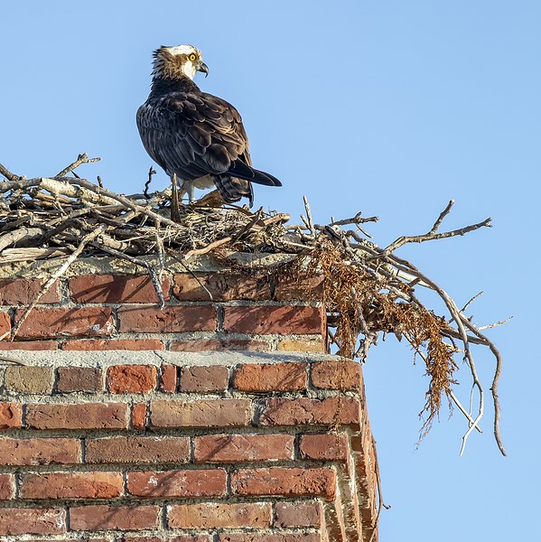 Removing animals from chimneys in Norwood, MA